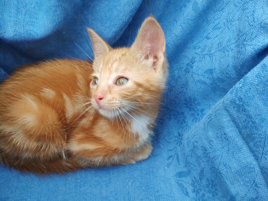 Светло рыжий котенок