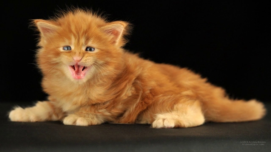 Кошка рыжая котенок Мейн кун