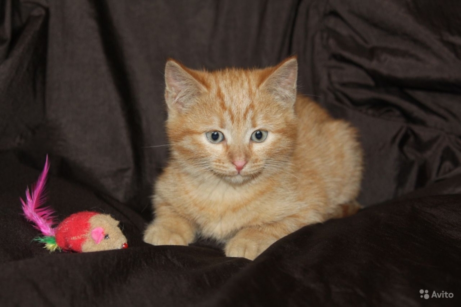 Юла рыжие котята