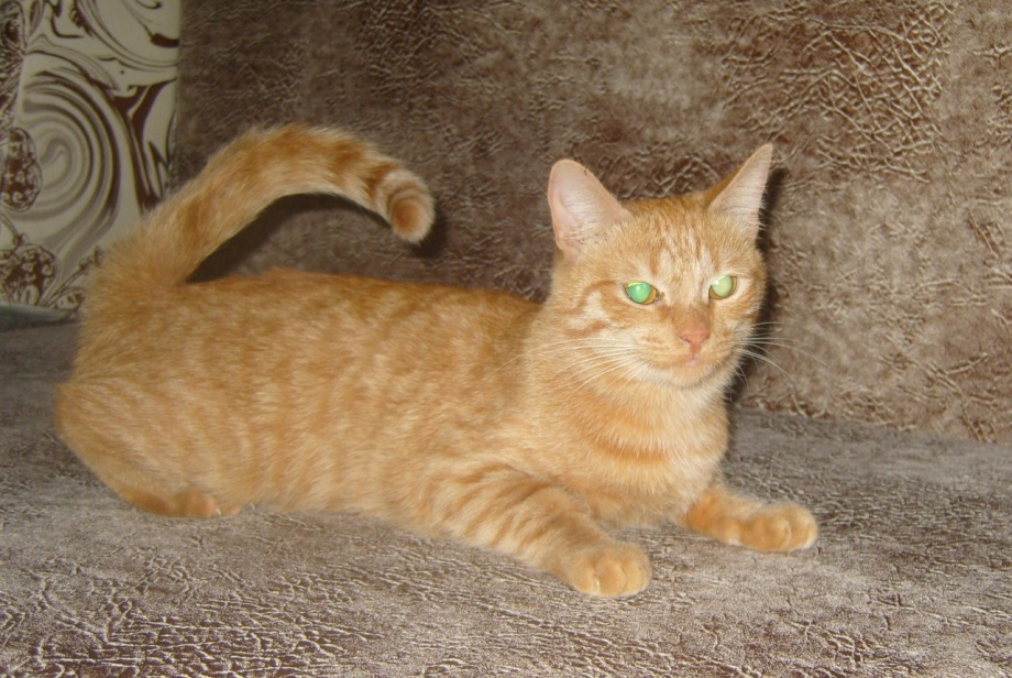 Кошка 1 год