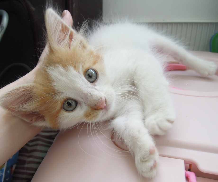 Рыже белый котенок