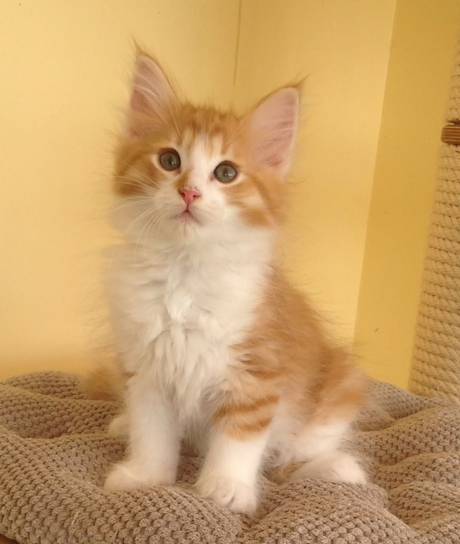Норвежский Лесной кот рыжий котенок