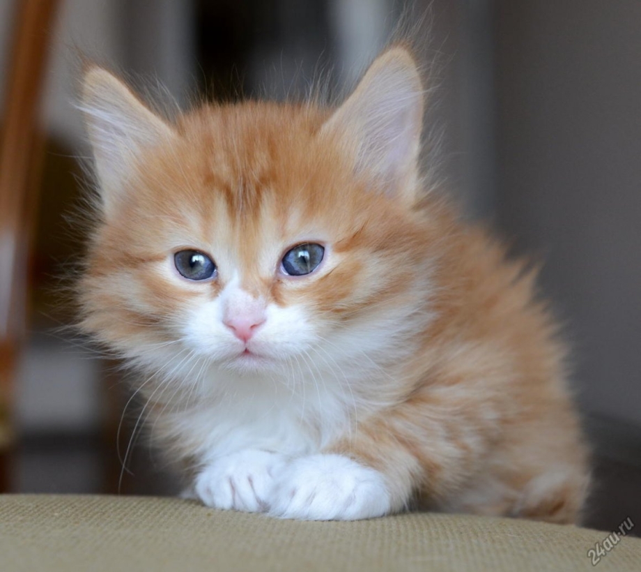 Ангорский рыжий котенок