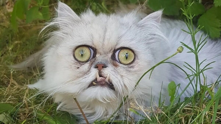 Самый страшный кот