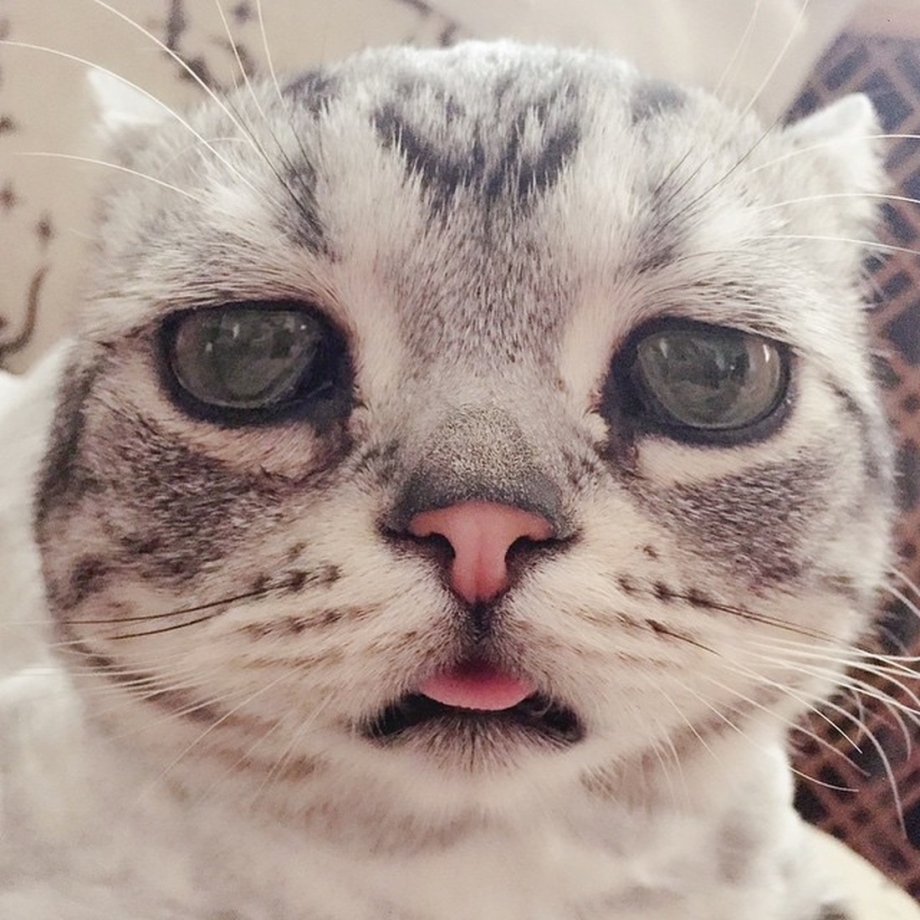 Кот плачет