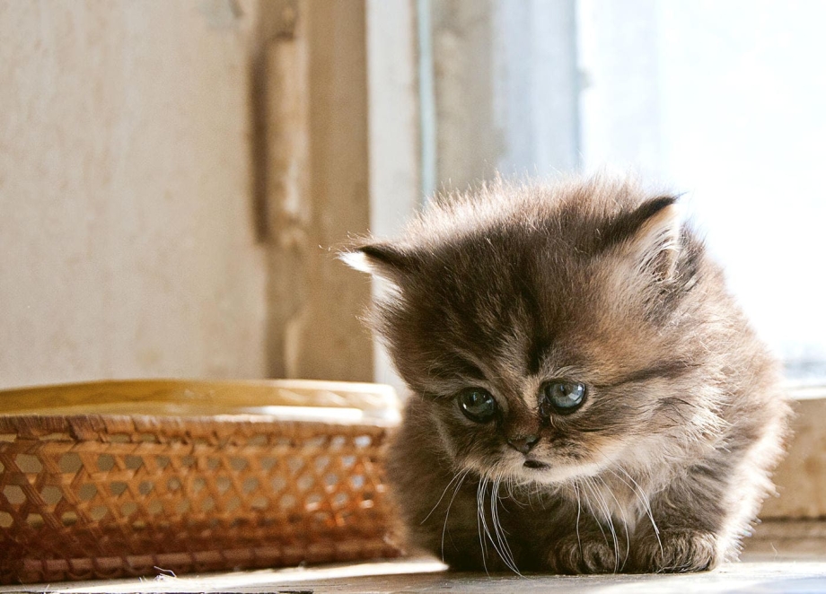 Скучающий кот