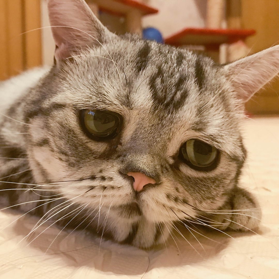 Грустный кот