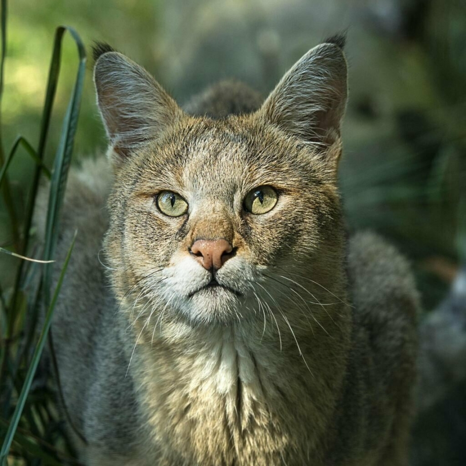Камышовый кот (Хаус) (Felis Chaus)