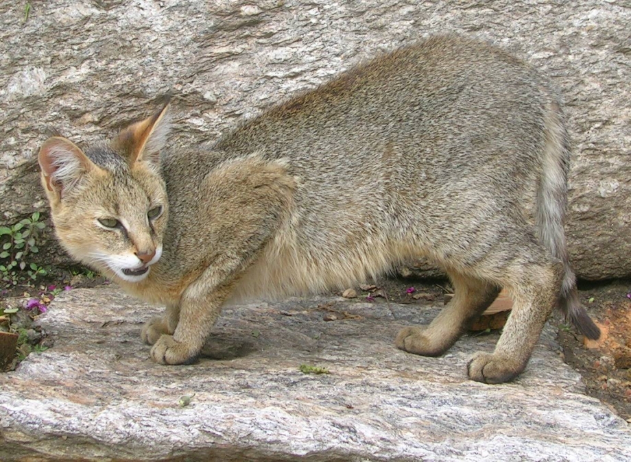 Камышовый кот черный