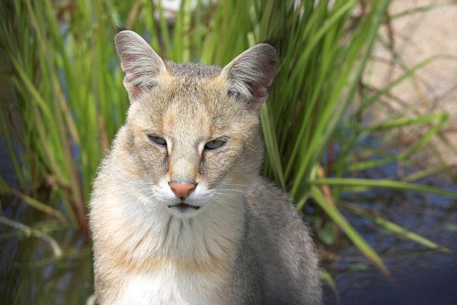 Камышовый кот Felis Chaus