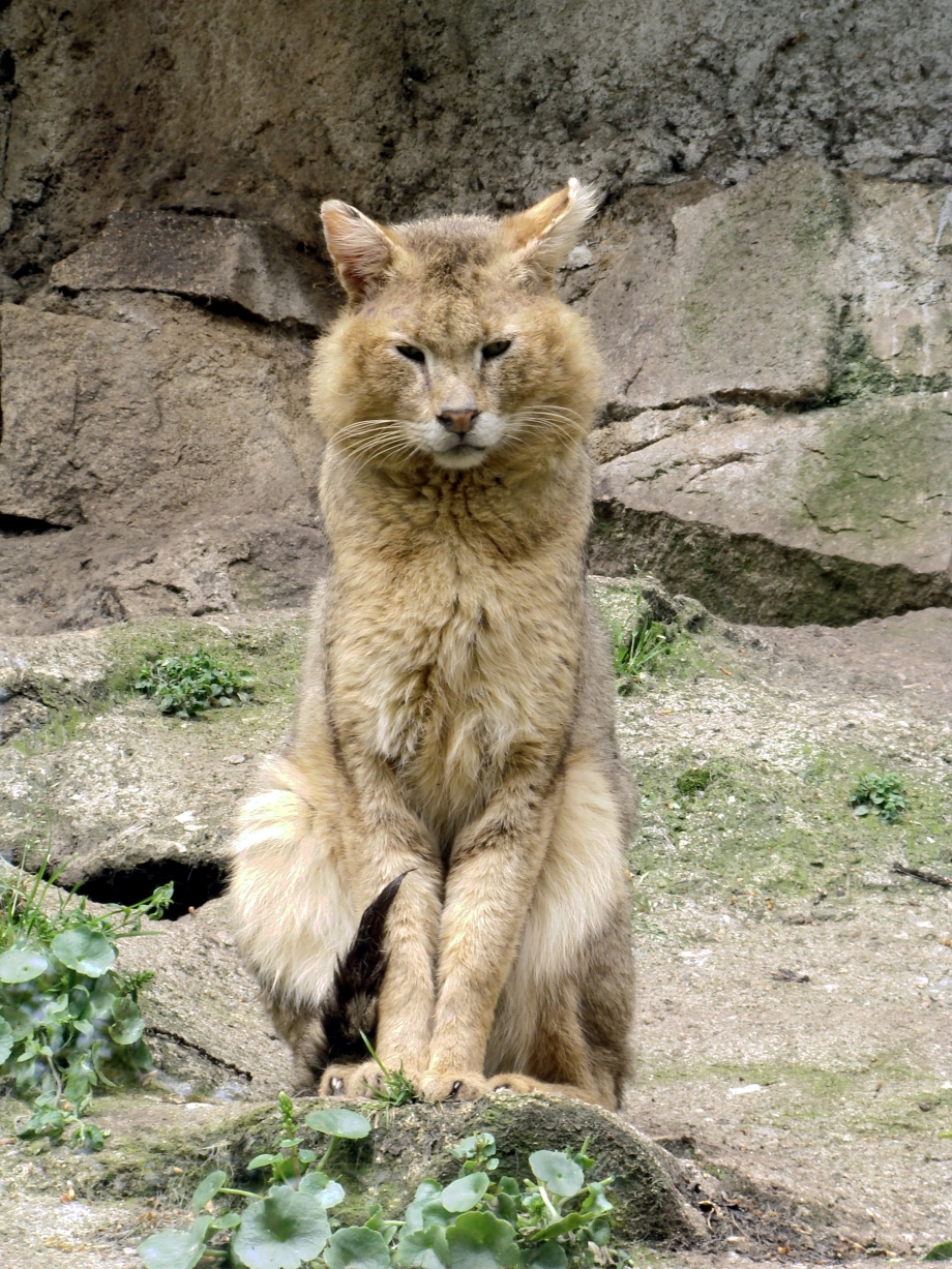 Камышовый кот (Хаус) (Felis Chaus)