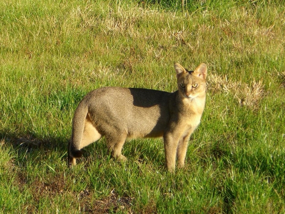 Камышовый кот (Хаус) (Felis Chaus)