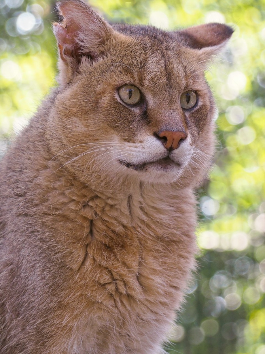 Камышовый кот (Хаус) (Felis Chaus)