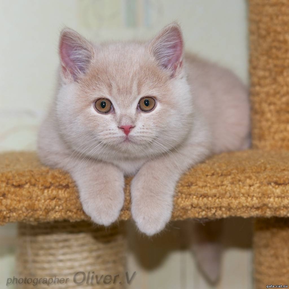 Персиковый британец котенок
