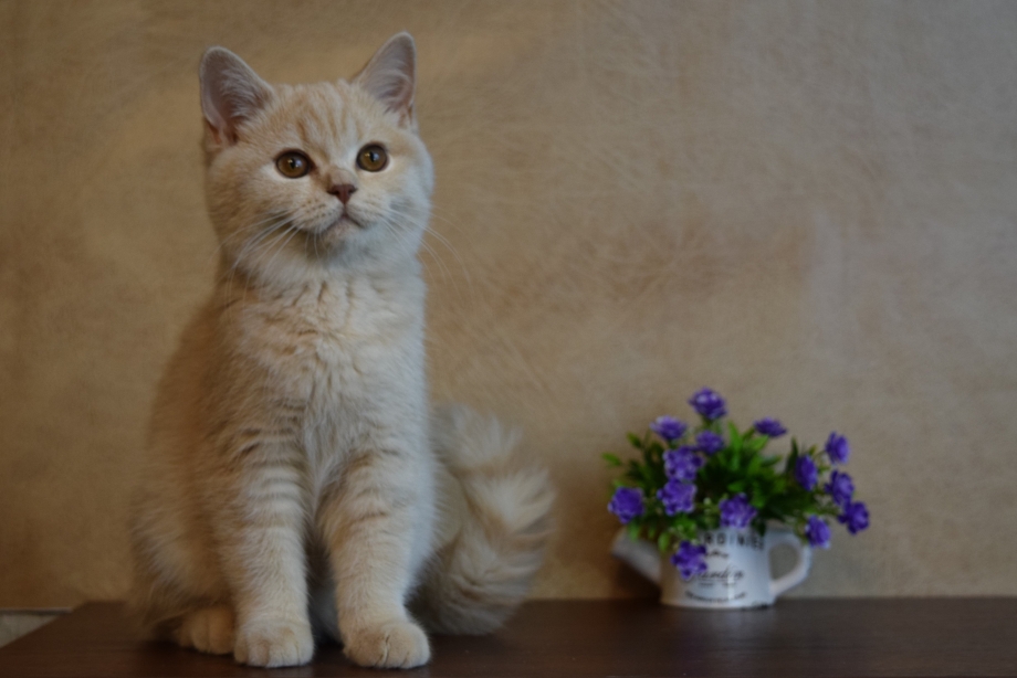 Котенок кремового цвета