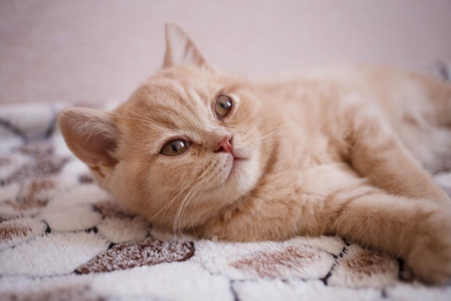 Персиковый британец котенок