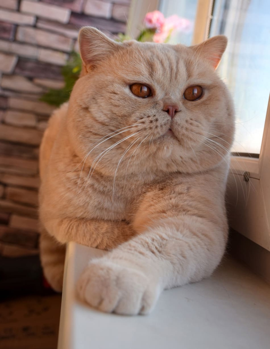 Персиковый британец кот