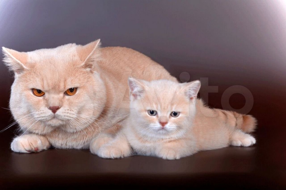 Британский абрикосовый котенок