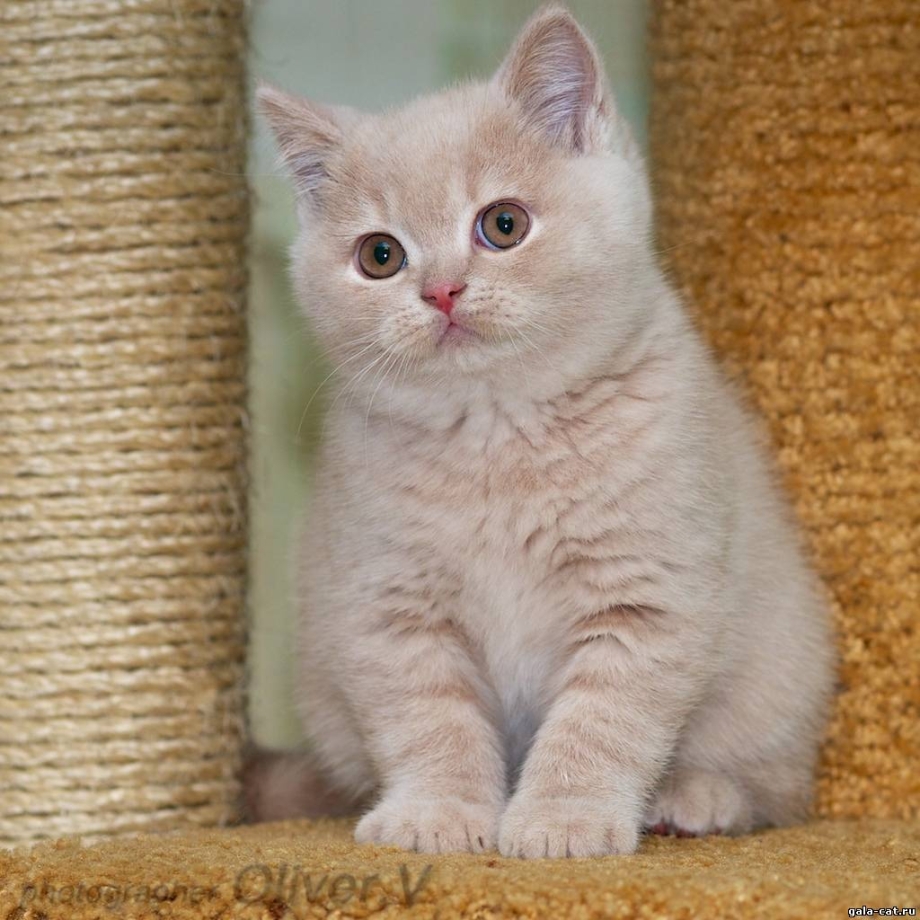 Британский короткошерстный кремовый