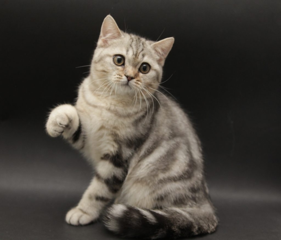 Шотландские котята прямоухие