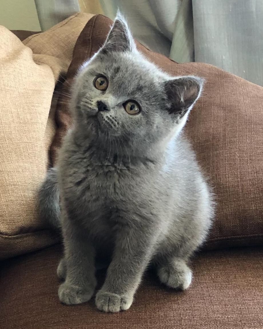Шотландская кошка прямоухая