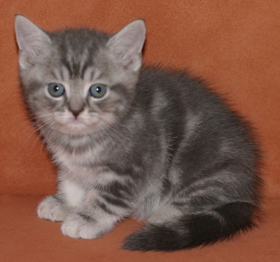 Шотландская короткошерстная страйт