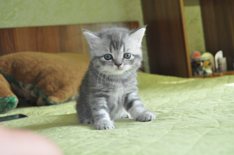 Шотландский скоттиш страйт вискас