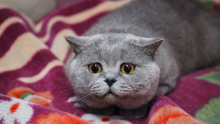 Шотландский скоттиш страйт