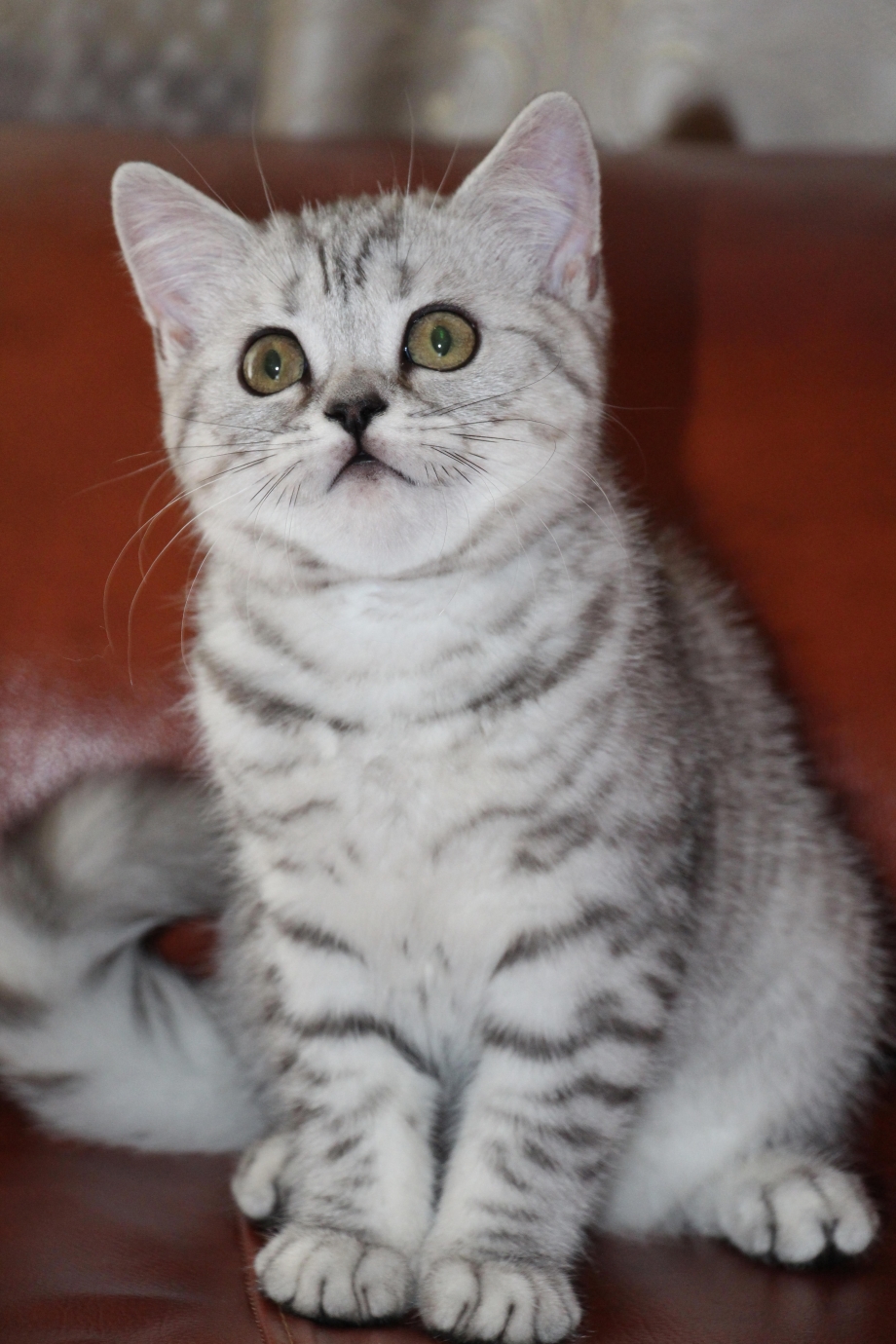 Шотландский скотчштрайд