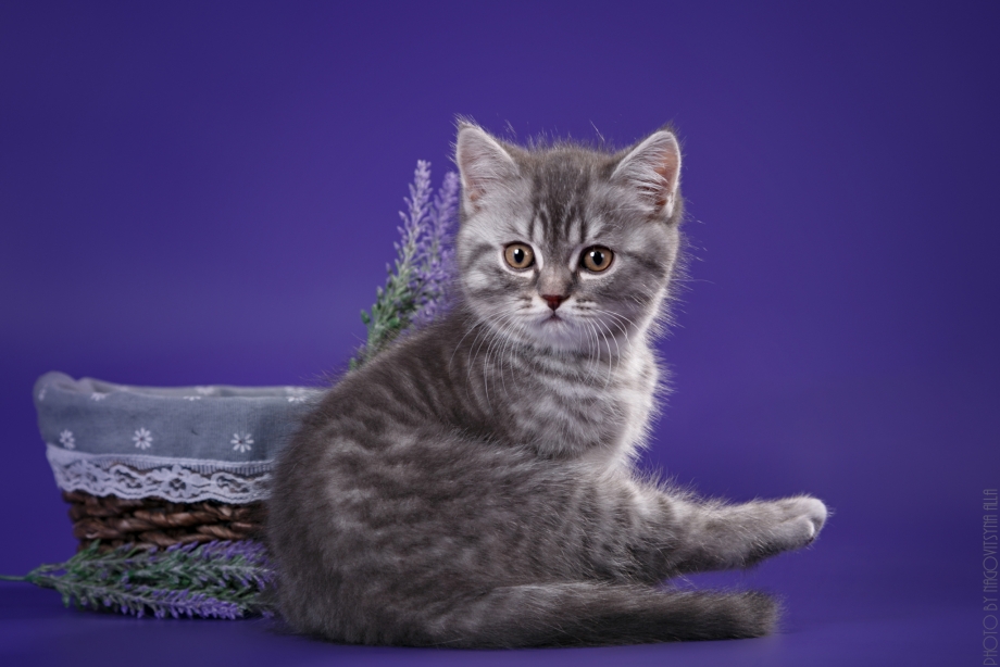 Скоттиш страйт