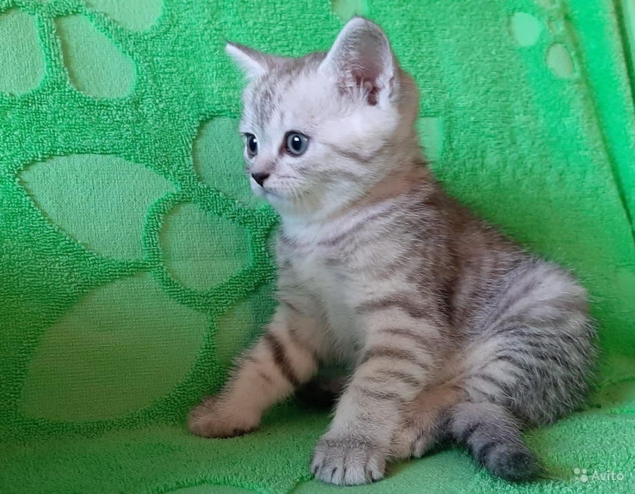 Шотландский скоттиш страйт