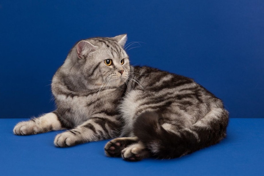 Шотландский скоттиш страйт