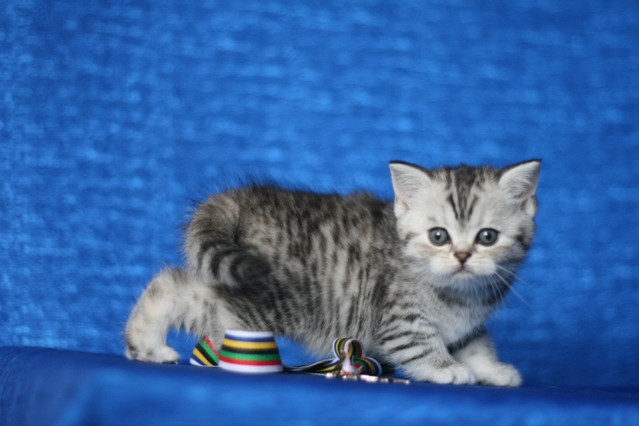 Шотландский скоттиш страйт