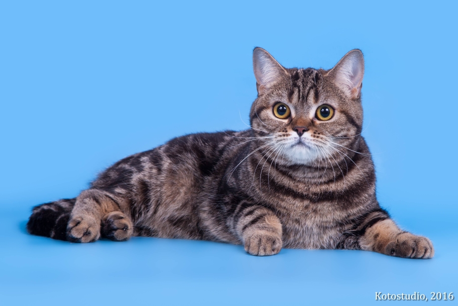Шотландские котята прямоухие