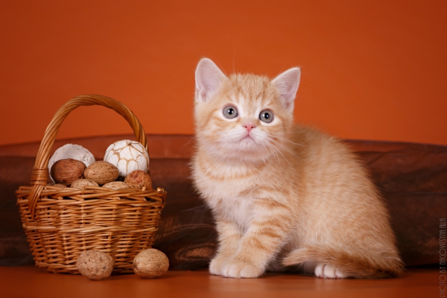 Шотландский кот скоттиш страйт