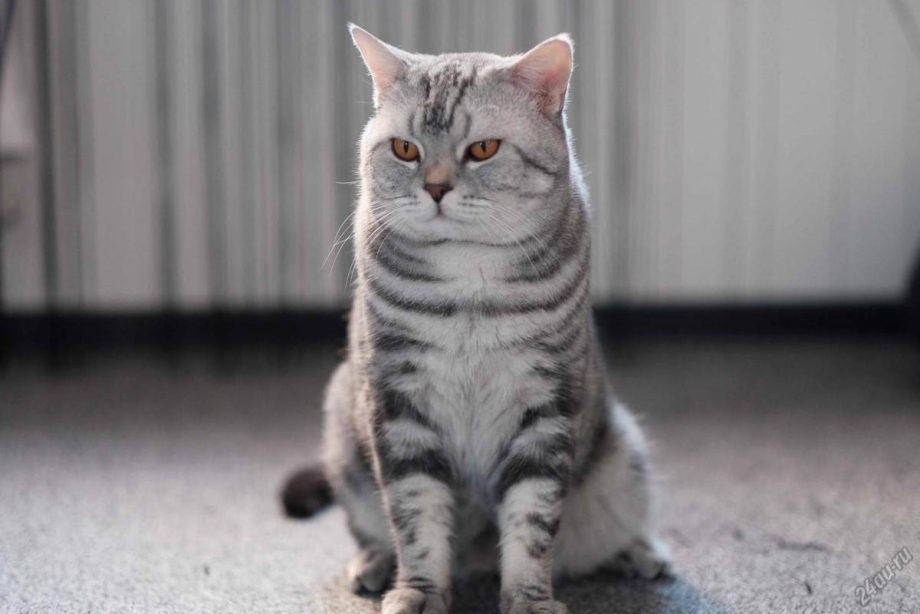 Шотландский котенок прямоухий
