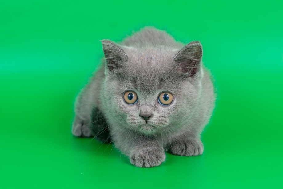 Шотландская голубая кошка прямоухая