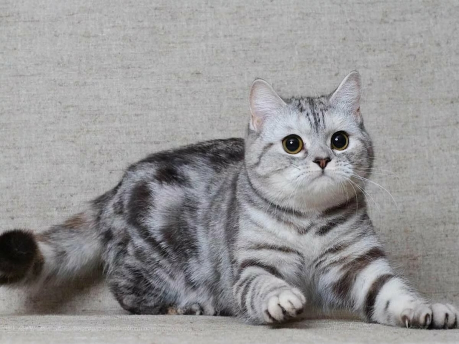 Шотландский скоттиш страйт