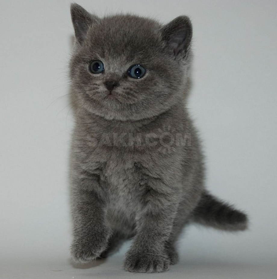 Шотландская прямоухая котенок