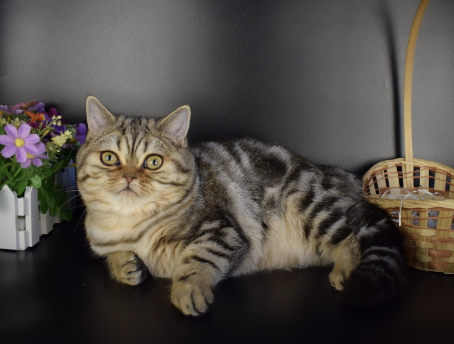 Скоттиш страйт котенок серый