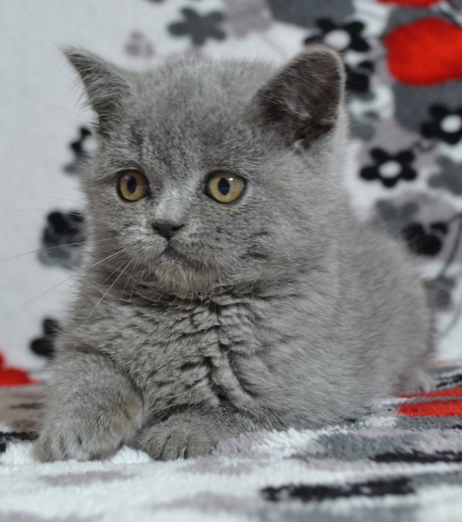 Шотландская кошка прямоухая