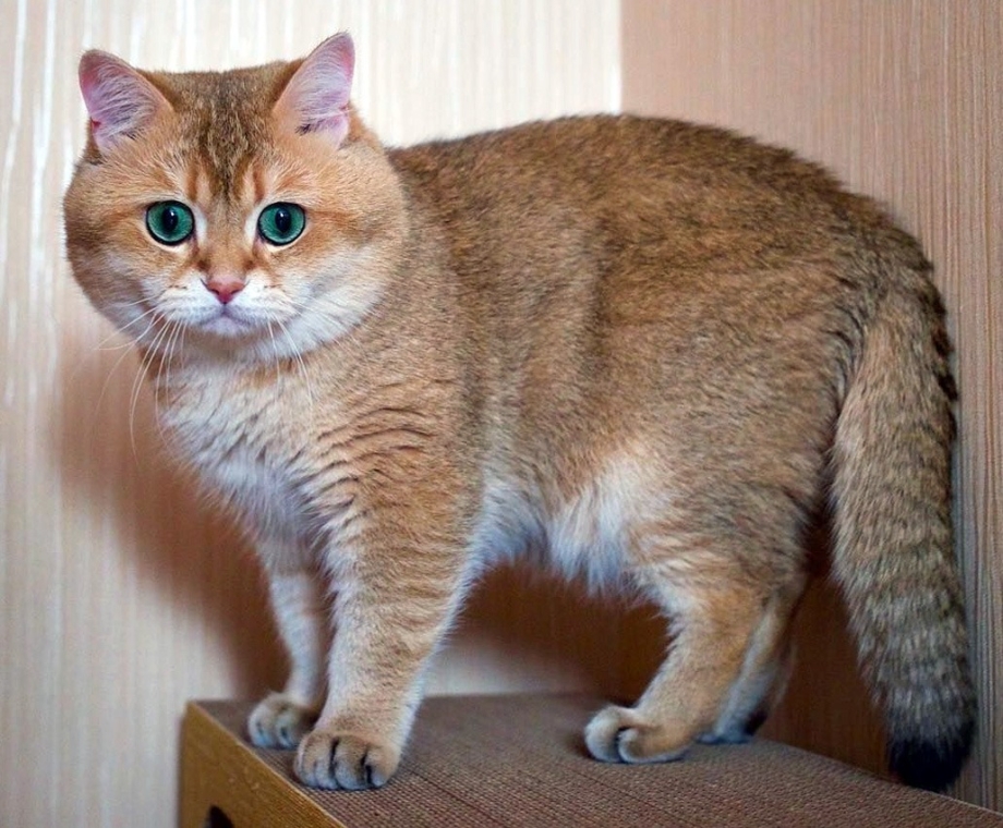 Шотландская кошка страйт