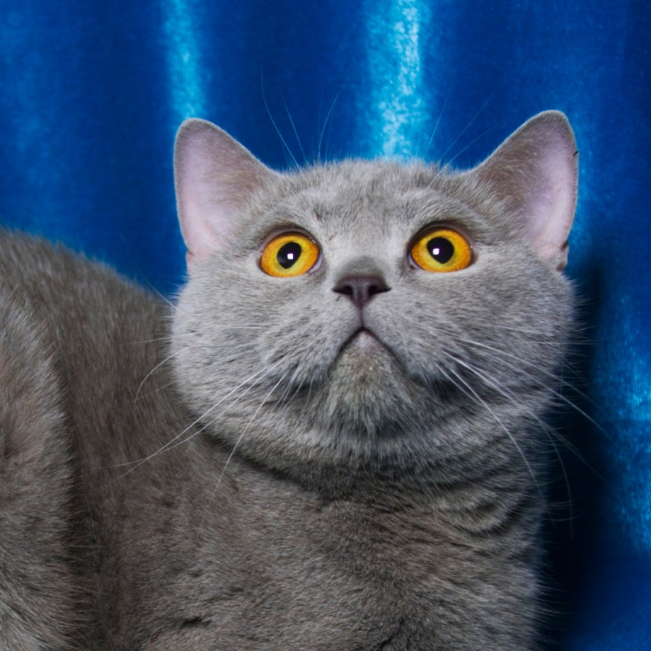 Шотландская прямоухая котенок
