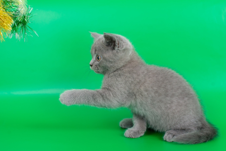 Шотландская голубая кошка прямоухая