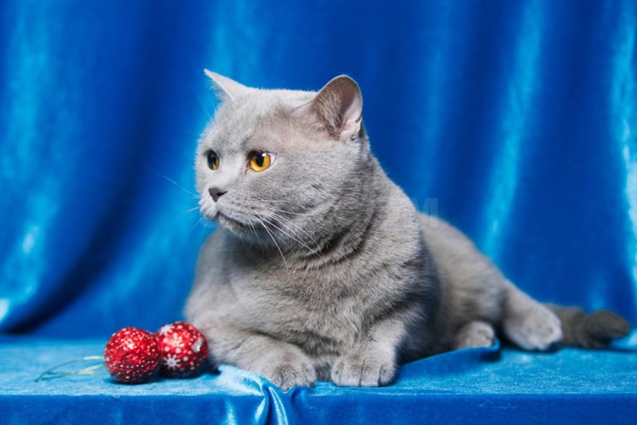 Скоттиш страйт