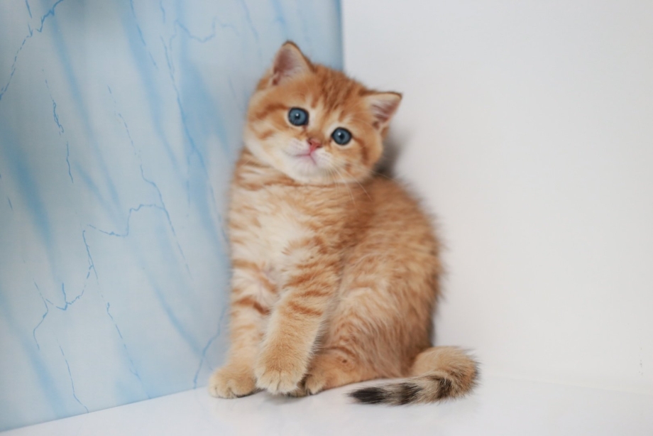 Шотландский скоттиш страйт