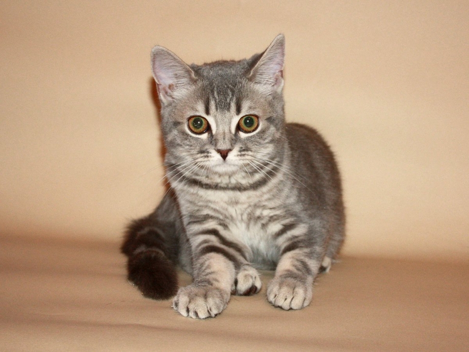 Шотландский скоттиш страйт