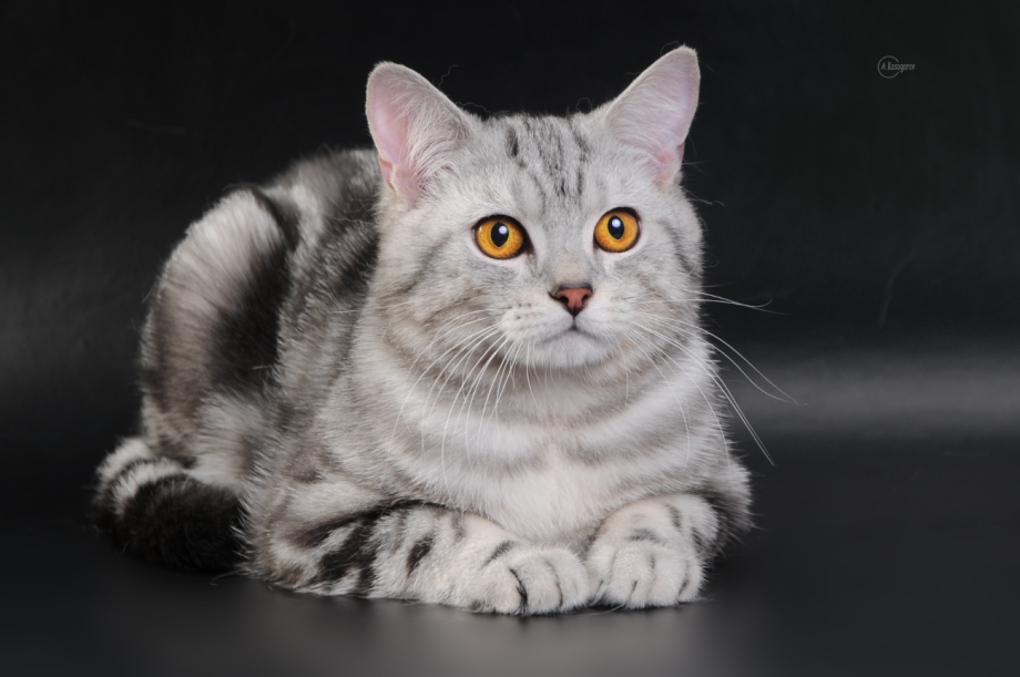 Шотландский скоттиш страйт