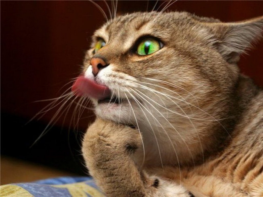 Коты пофигисты