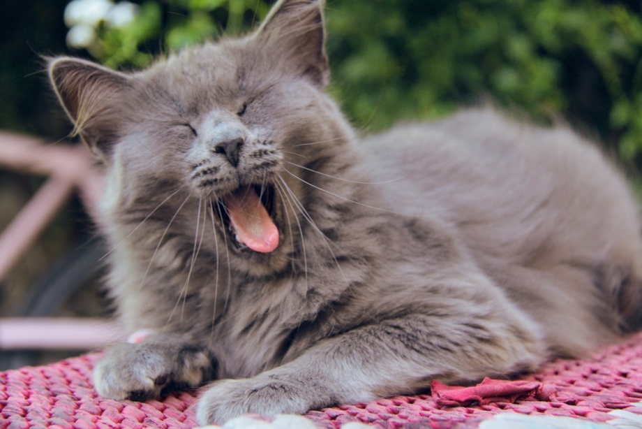 Лизь лизь котик